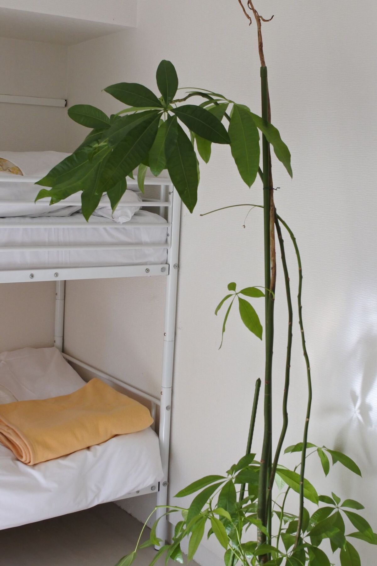 Kagoshima Guest House M104 - Hostel ภายนอก รูปภาพ